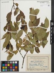Foto von Salix pentandra L.